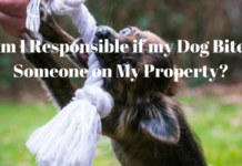 Am I Responsible if my Dog Bites Someone on My Property