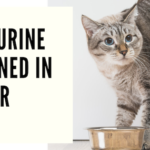 Cat Urine stained in floor