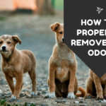 How to Properly Remove Pet Odor