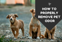 How to Properly Remove Pet Odor