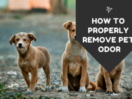 How to Properly Remove Pet Odor