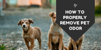 How to Properly Remove Pet Odor