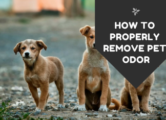 How to Properly Remove Pet Odor